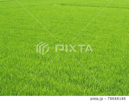 田植えの終わった初夏の田んぼ 田植えの終わった初夏の田んぼ 78688186