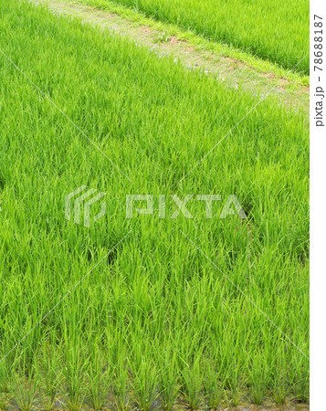 田植えの終わった初夏の田んぼ 田植えの終わった初夏の田んぼ 78688187