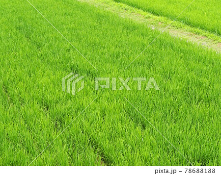 田植えの終わった初夏の田んぼ 田植えの終わった初夏の田んぼ 78688188