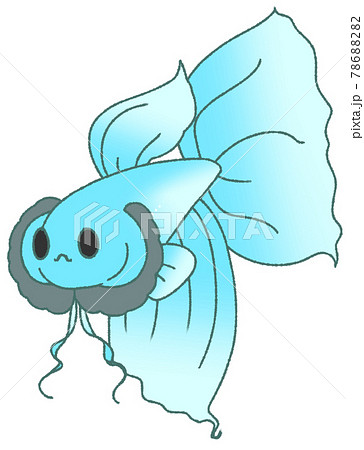 ヒレを広げてアピールするベタ（水色） 78688282