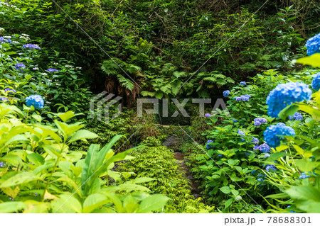 横浜市金沢市民の森アジサイと湧き水 横浜市金沢市民の森アジサイと湧き水 78688301