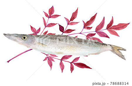 カマス（魚）と南天の葉の水彩イラスト 78688314