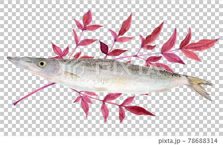 梭魚（魚）和南方天空樹葉的水彩插圖 78688314
