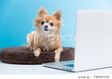 ノートPCの前に座るチワワ ノートPCの前に座るチワワ 78688549