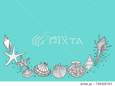 リアルな貝殻の線画　下フレーム　横長 78688593