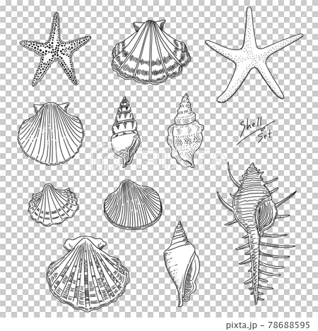 Realistic seashell line drawing illustration set 78688595