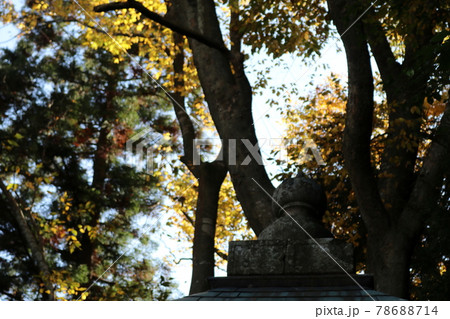 紅葉 78688714