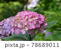 紫陽花 78689011