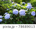 鎌倉のあじさい 78689013
