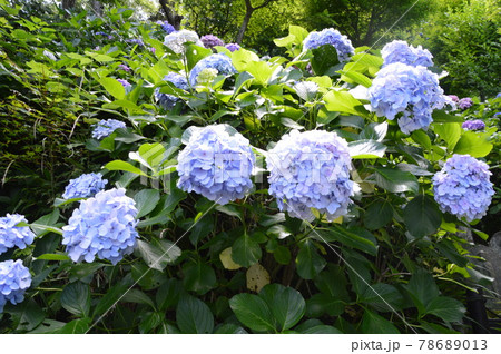 鎌倉のあじさい 78689013