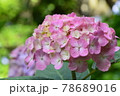 あじさい 78689016