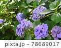きれいな紫陽花 78689017