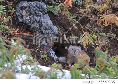 【北海道】エゾナキウサギ 78689335