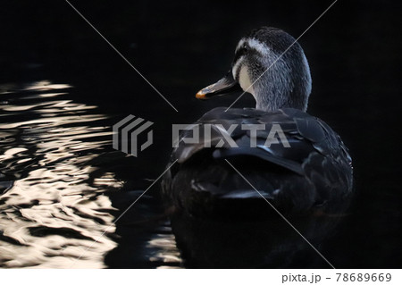 暗がりに浮かび上がる1羽のカルガモの後姿と波紋に反射する光 暗がりに浮かび上がる1羽のカルガモの後姿と波紋に反射する光 78689669