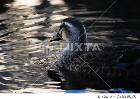 暗がりに浮かび上がる1羽のカルガモと波紋に反射する光 暗がりに浮かび上がる1羽のカルガモと波紋に反射する光 78689670