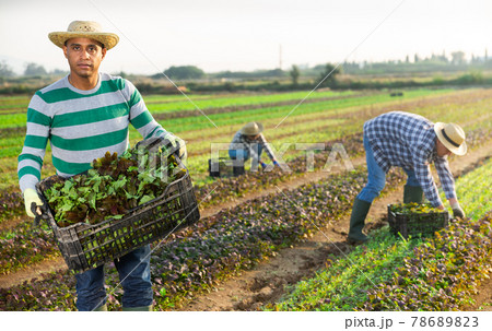 Hispanic horticulturist with box of harvested red leaf mustard 78689823