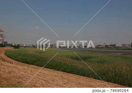 晴れた日に六郷の土手を歩いた 晴れた日に六郷の土手を歩いた 78690264