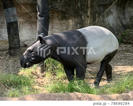 Cipan Tapir Tenuk : Malayan Tapir Wikipedia - Floy Herzog