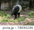 マレーバク 78690286