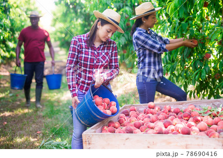 Latin American woman filling boxes with harvested peaches in orchard Latin American woman filling boxes with harvested peaches in orchard 78690416