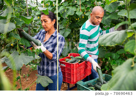Farm family gathering crop of cucumbers in hothouse Farm family gathering crop of cucumbers in hothouse 78690463