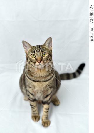 Curious pose cat with white scene, Mackerel cat. Curious pose cat with white scene, Mackerel cat. 78690527