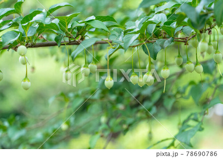 森のシャンデリア　エゴノキの実 78690786