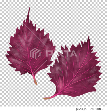 水彩觸感，兩顆紅紫蘇 78690836