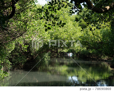 mangrove forest in stream 78690860