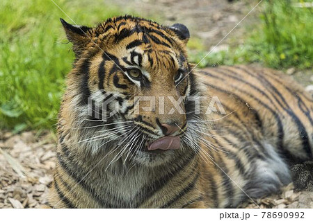 動物園の風景 スマトラトラ 仙台市太白区 動物園の風景 スマトラトラ 仙台市太白区 78690992