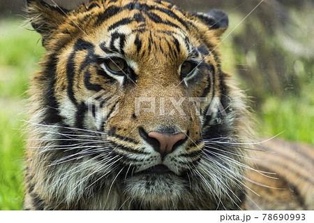 動物園の風景　スマトラトラ　仙台市太白区 78690993