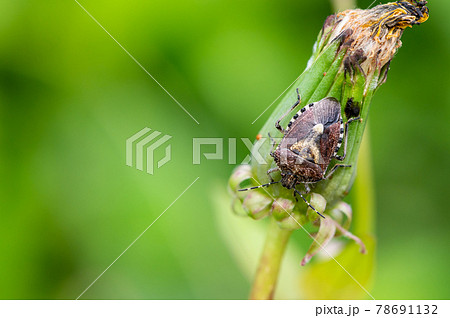 ブチヒゲカメムシ 78691132