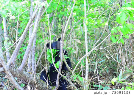 野生のツキノワグマの食事風景 78691133