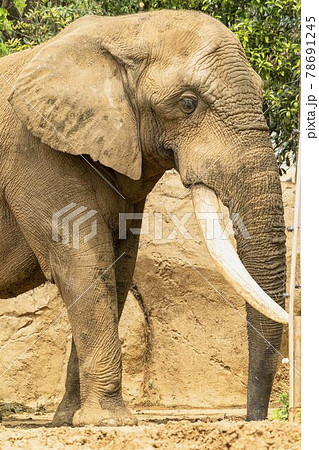 動物園の風景　アフリカゾウ　宮城県仙台市 78691245
