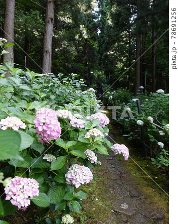 満開のアジサイ あじさい 紫陽花 出塩文殊堂 満開のアジサイ あじさい 紫陽花 出塩文殊堂 78691256