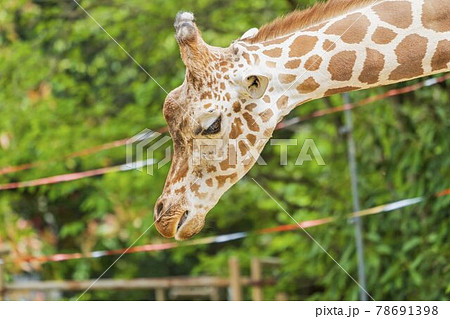 動物園の風景　アミメキリンの顔　宮城県仙台市 78691398