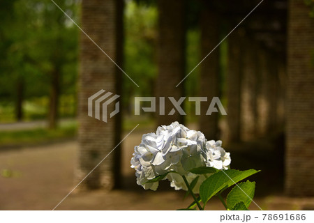 紫陽花 紫陽花 78691686