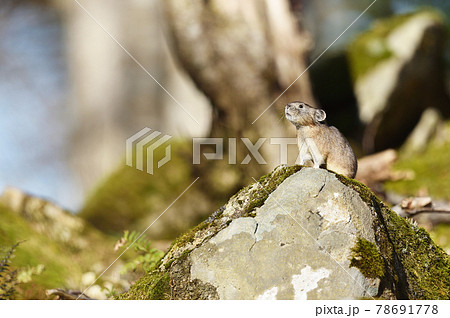ナキウサギ（北海道） 78691778