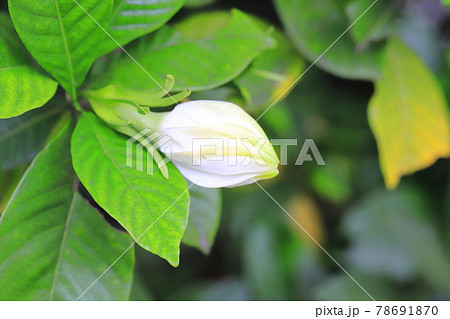 八重のクチナシの花の写真素材