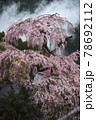 雨霧の山桜 78692112