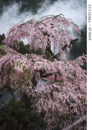 雨霧の山桜 雨霧の山桜 78692112