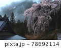 貝原の枝垂れ桜 78692114