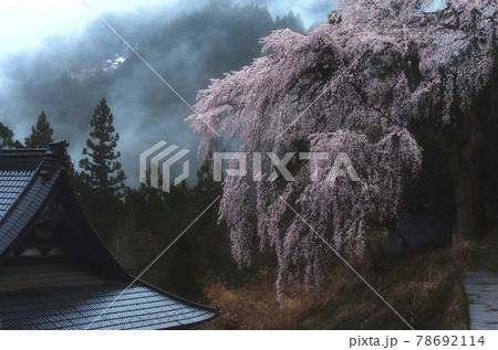 貝原の枝垂れ桜 78692114