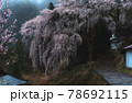 貝原の枝垂れ桜 78692115