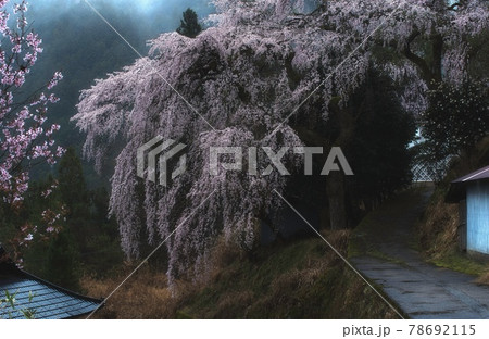 貝原の枝垂れ桜 78692115