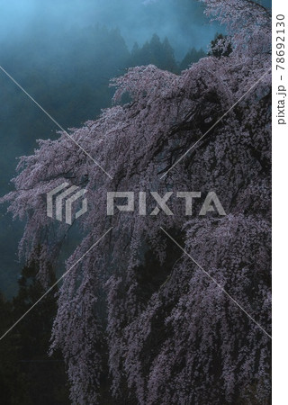 雨霧と枝垂れ桜 78692130