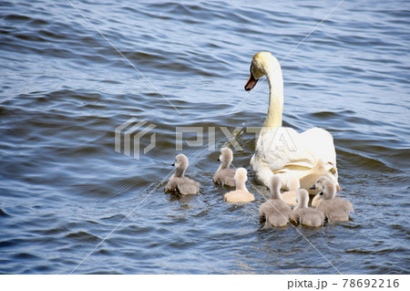 水辺を泳ぐ白鳥の親子 78692216