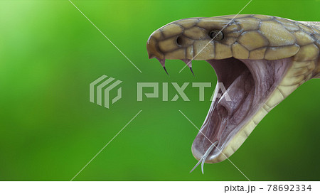 Headshot Of King Cobra Snake Open Mouth のイラスト素材
