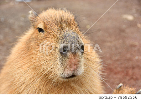 Capybara's face up - Stock Photo [78692556] - PIXTA