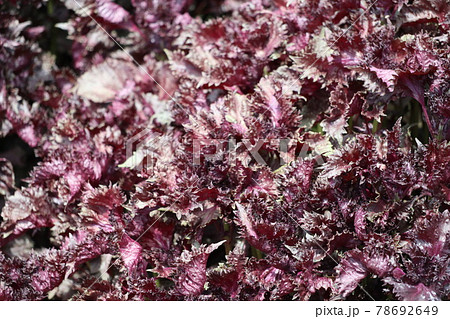 しそ、シソ、紫蘇 しそ、シソ、紫蘇 78692649